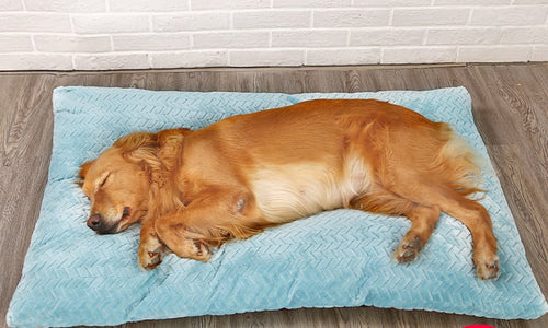 Warm Plush Dog Bed with Quilted Base – Available in 4 Sizes